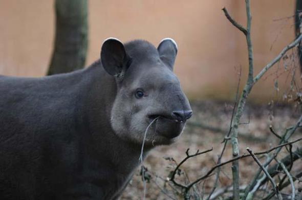 Tapir - (Tiere, Haushalt)