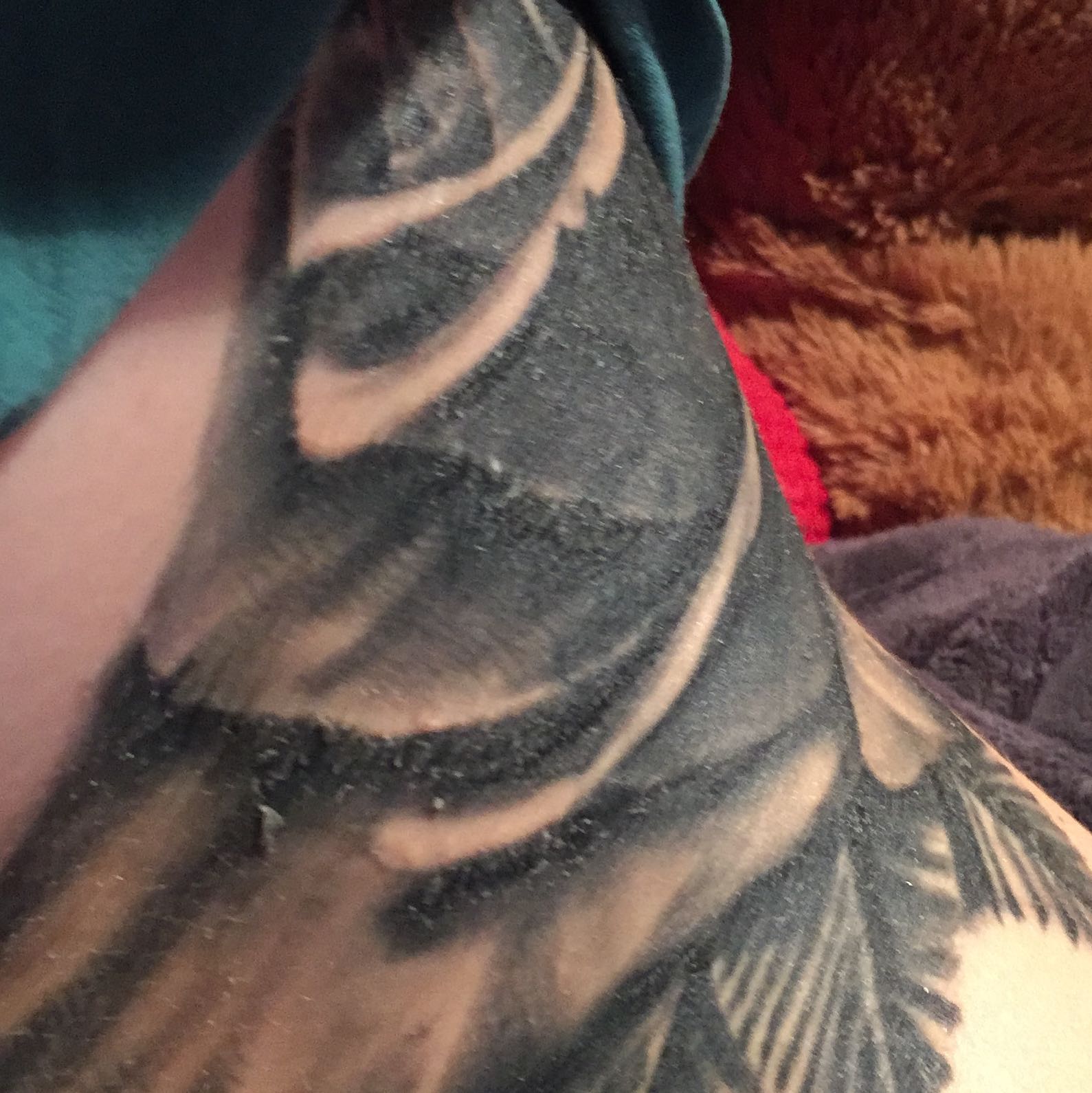 Tattoo Heilung so eine Kruste normal? Tattoo Heilung so eine Kruste normal?