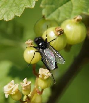 Tausende Schwarze Langliche Fliegen An Baumchen Und Strauchern Im Garten Was Ist Das Tiere Biologie Pflanzen