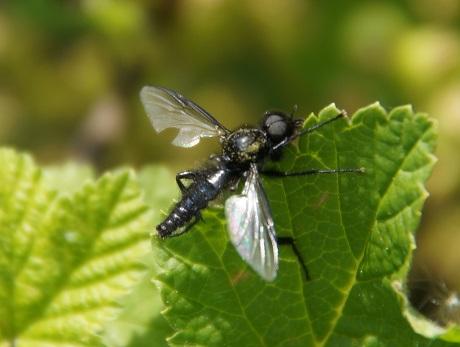 Tausende Schwarze Langliche Fliegen An Baumchen Und Strauchern Im Garten Was Ist Das Tiere Biologie Pflanzen