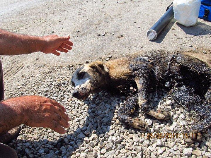 Teer aus Hundefell einschläfern? (Tiere, Hund)