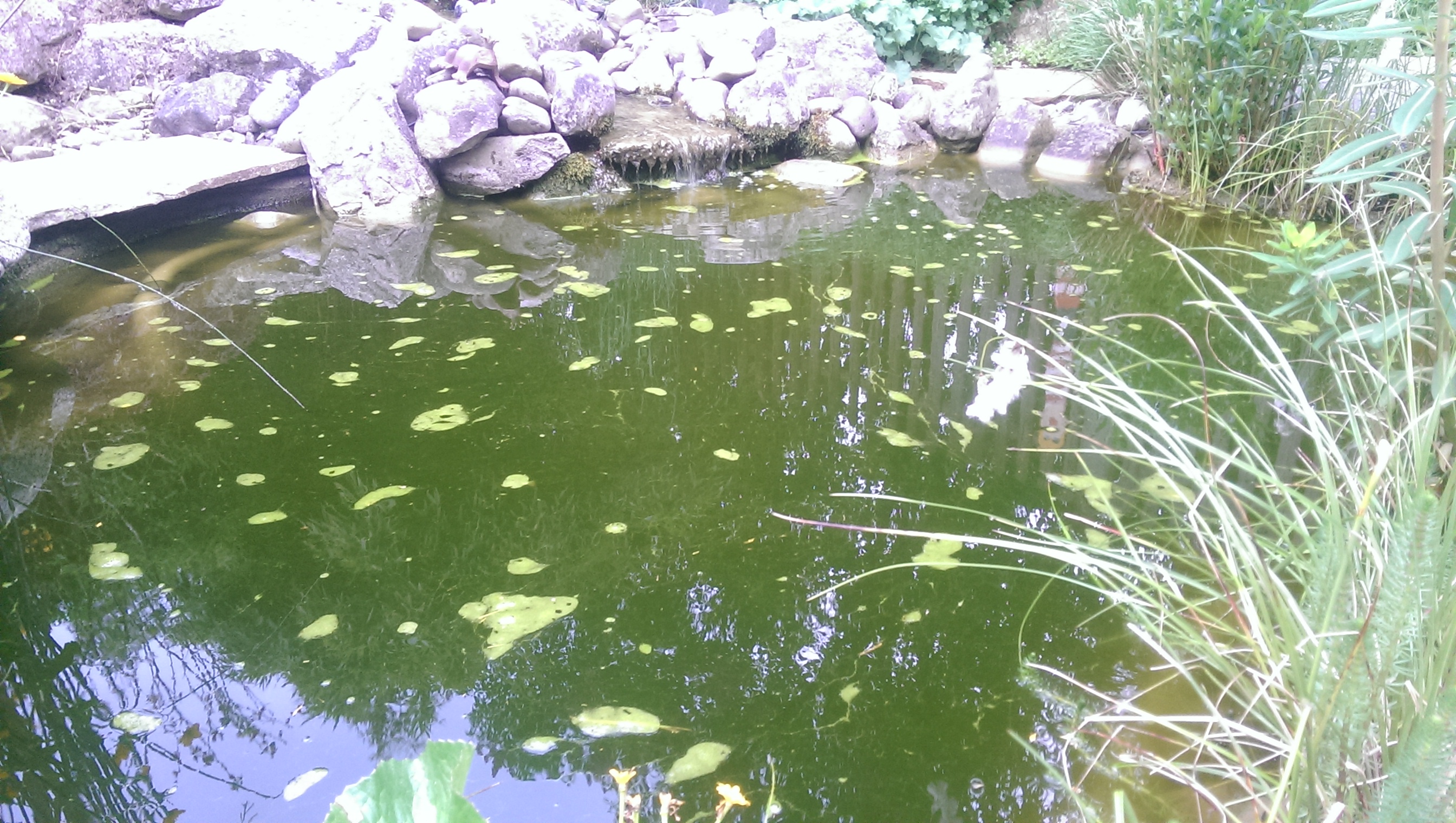 Teich nach Wasserwechsel total grün und grüne Luftbläschen an der