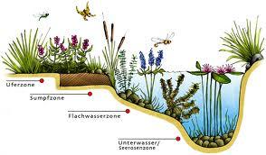 Teichzonen (Garten, Teich)