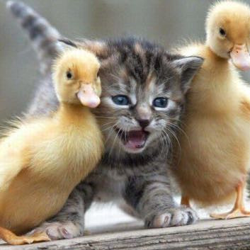Teil 2 welche Katzen Arten sind das Tiere Katze Rasse Teil 2 welche Katzen Arten sind das Tiere Katze Rasse