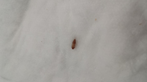Teppich Oder Speckkaferlarve Was Nun Insekten Kafer Larven