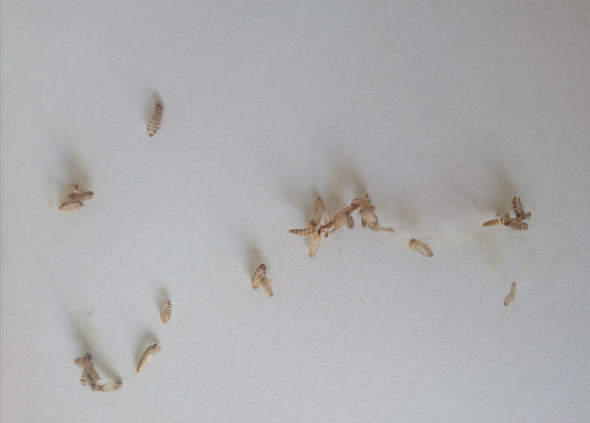 Teppich Pelzkafer Bzw Larve Stechen Die Auch Kafer Ungeziefer