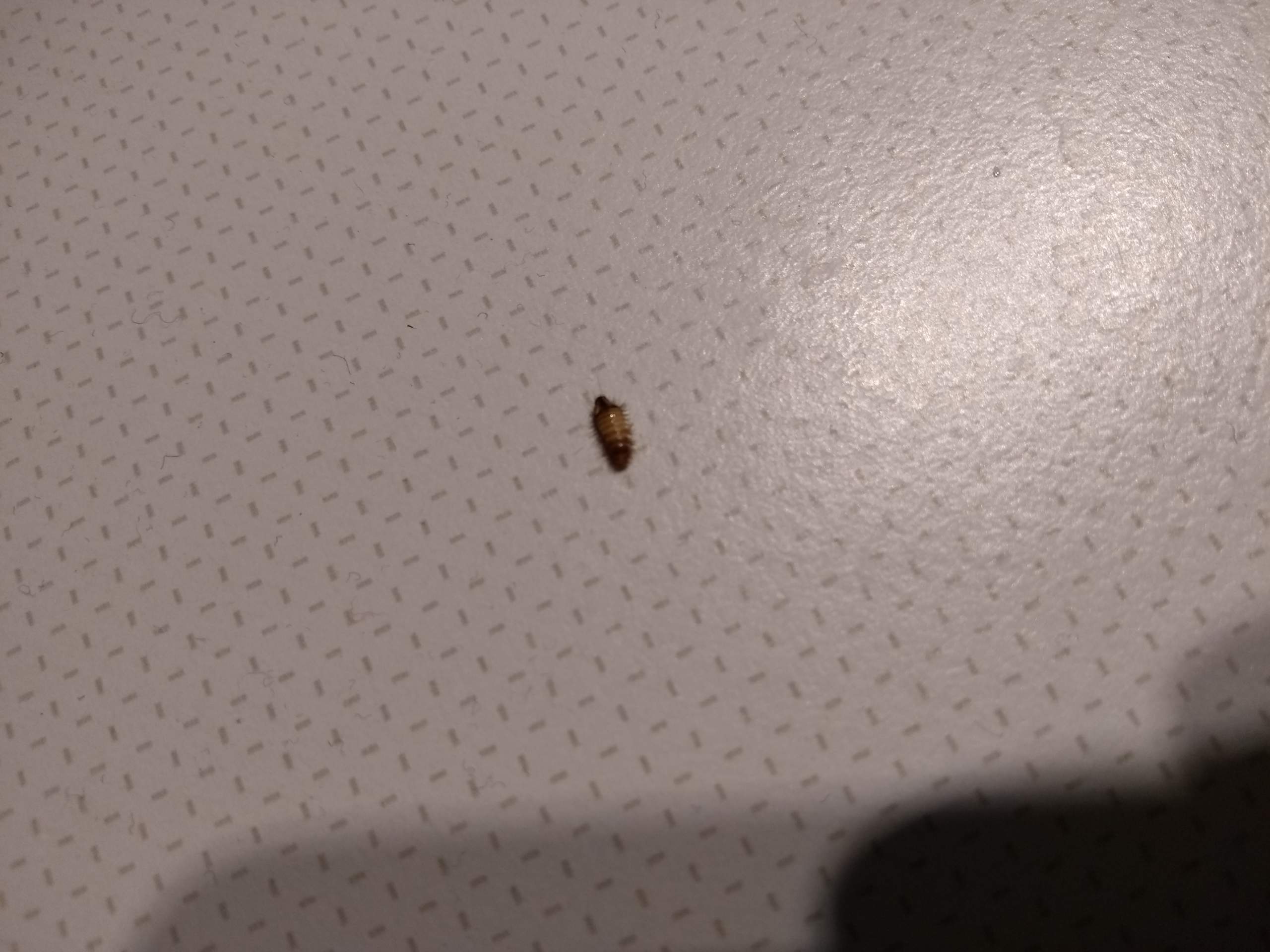 Teppichkäfer (larven) was soll/kann ich tun? (Tiere, Insekten, Ungeziefer)