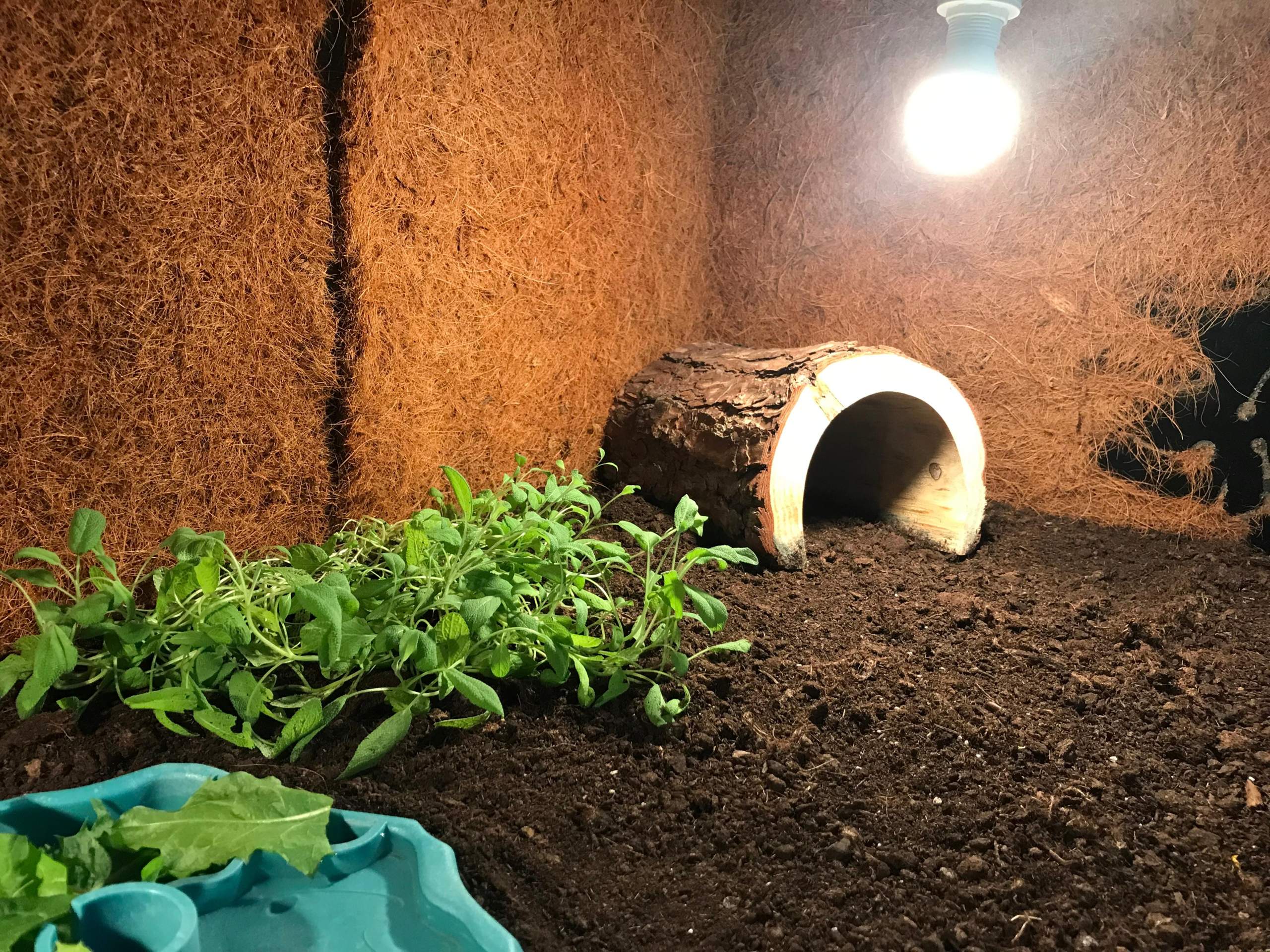 Terrarium Schimmel? (Pflege, Hygiene, Haltung)