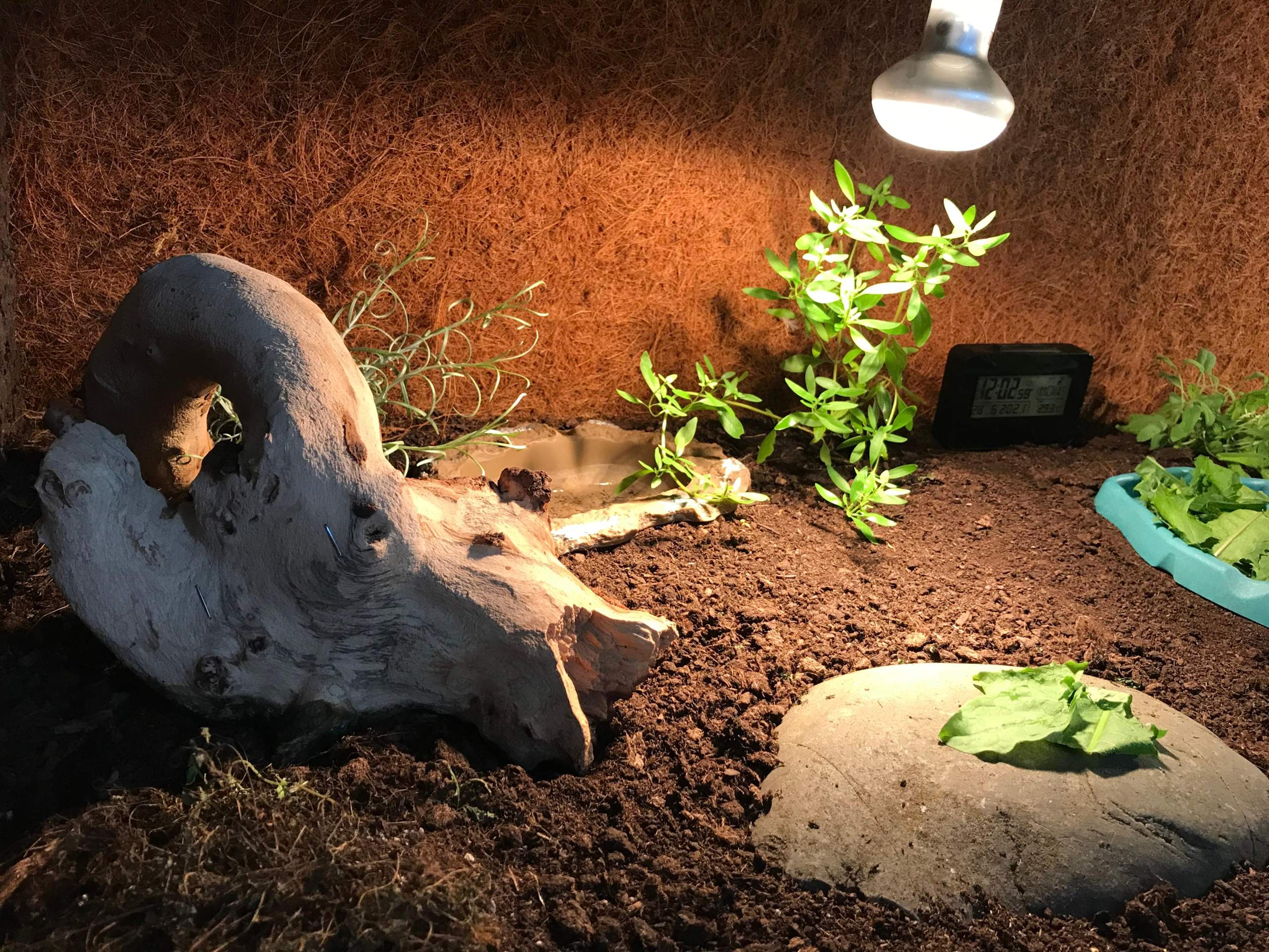 Terrarium Schimmel? (Pflege, Hygiene, Haltung)