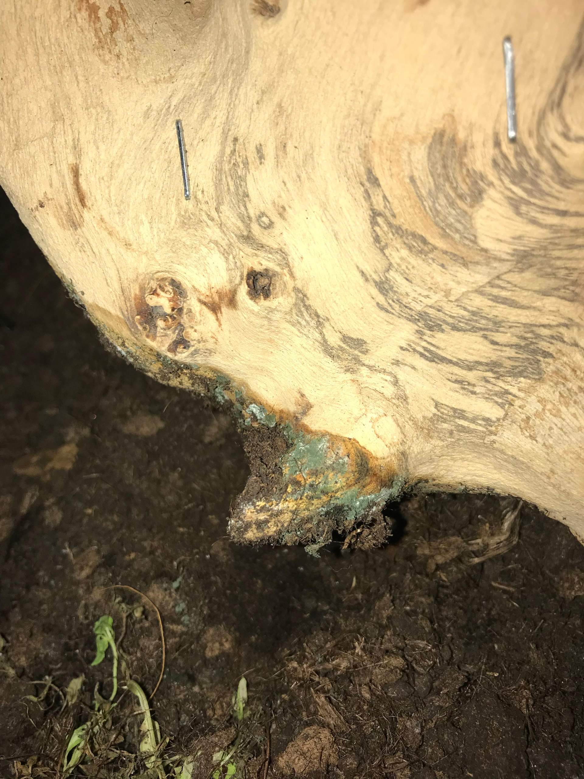 Terrarium Schimmel? (Pflege, Hygiene, Haltung)