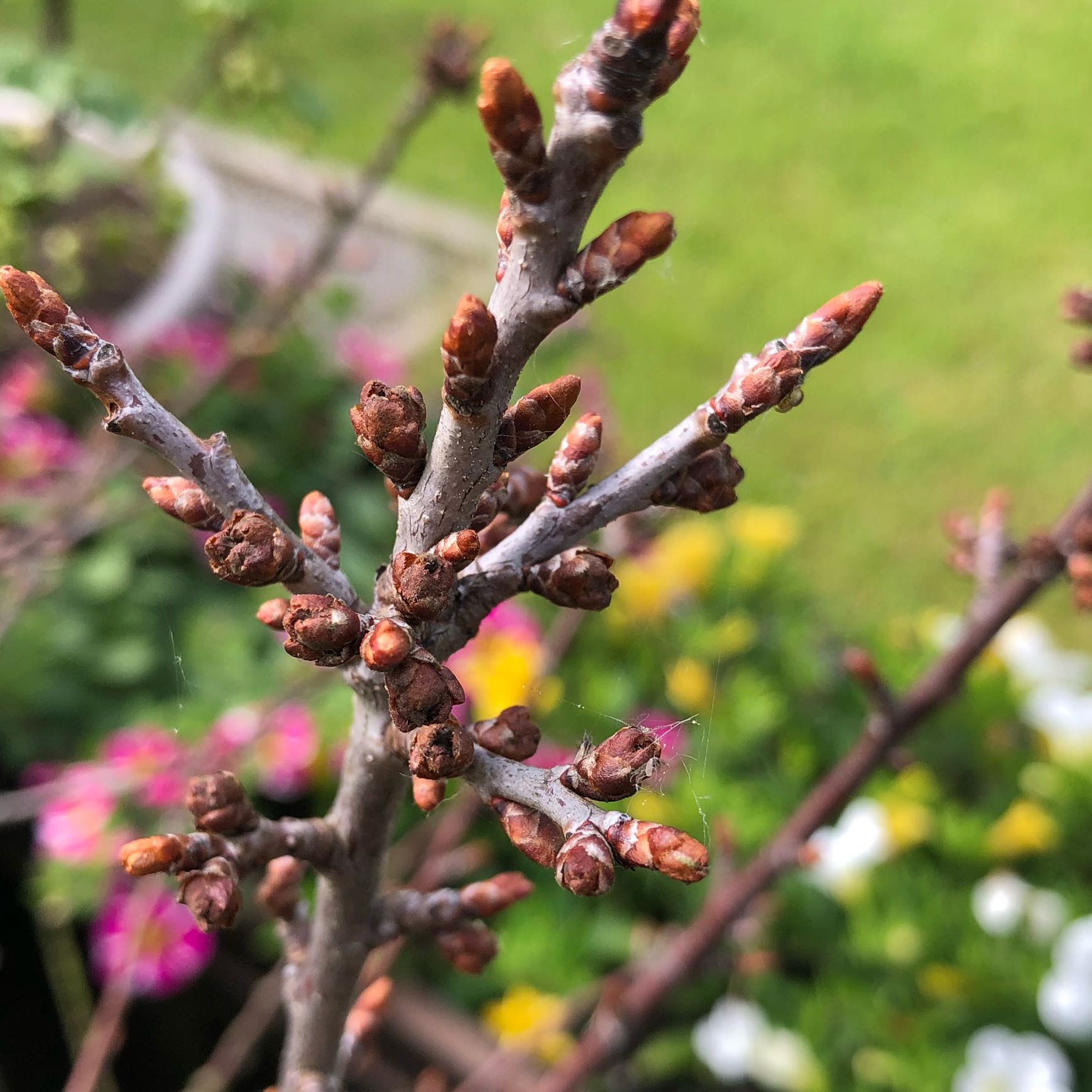 Terrassen Kirsche Hat Knospen Die Nicht Aufgehen Wollen Garten Natur Kirschbaum