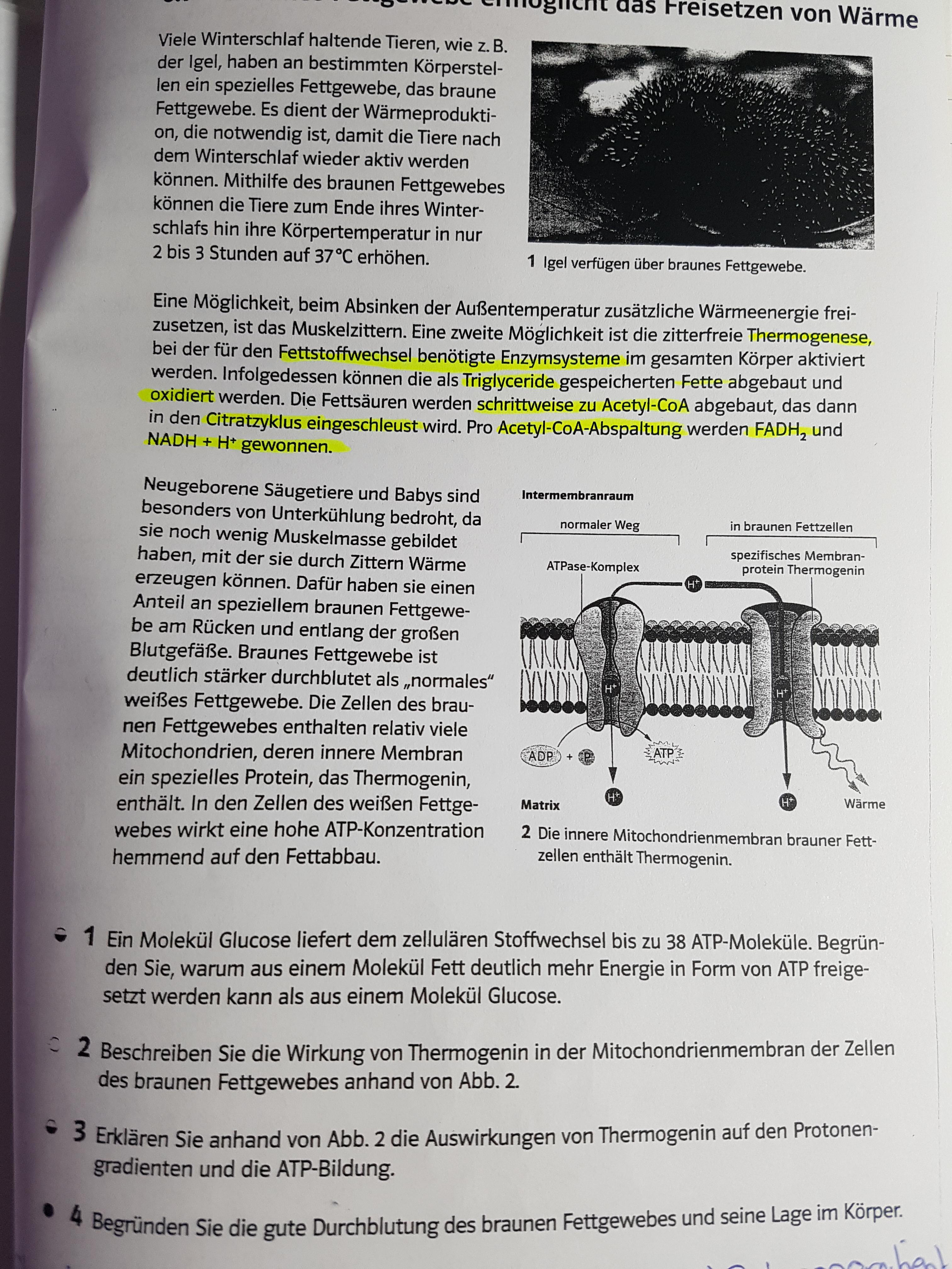 Thermogenin Biologie Zellatmung Atp