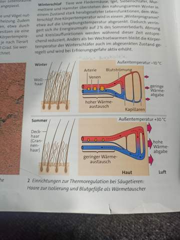 Thermoregulation? (Ökologie, Oberstufe Gymnasium)