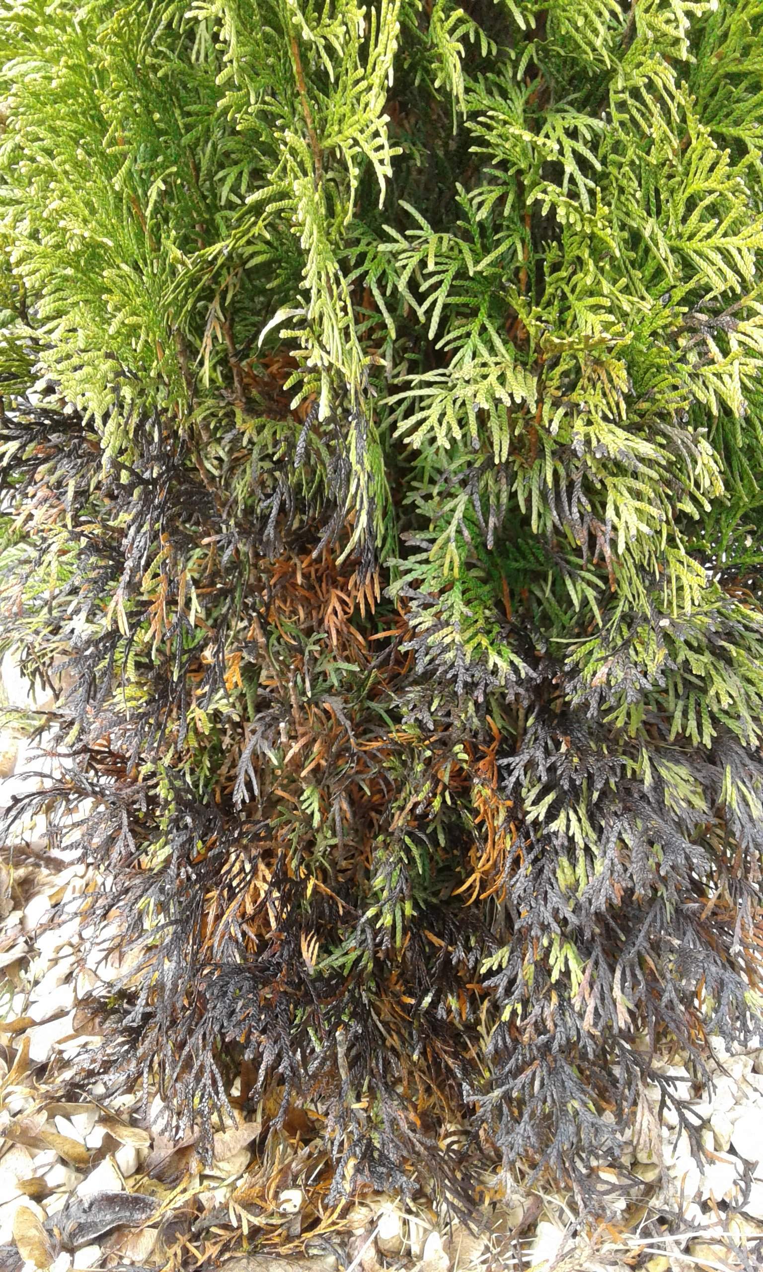 Was Kann Die Ursache Für Den Ausfall Eines Schlusslichtes Sein Thuja hat schwarz-braune Blätter. Was kann die Ursache sein? (Pflanzen