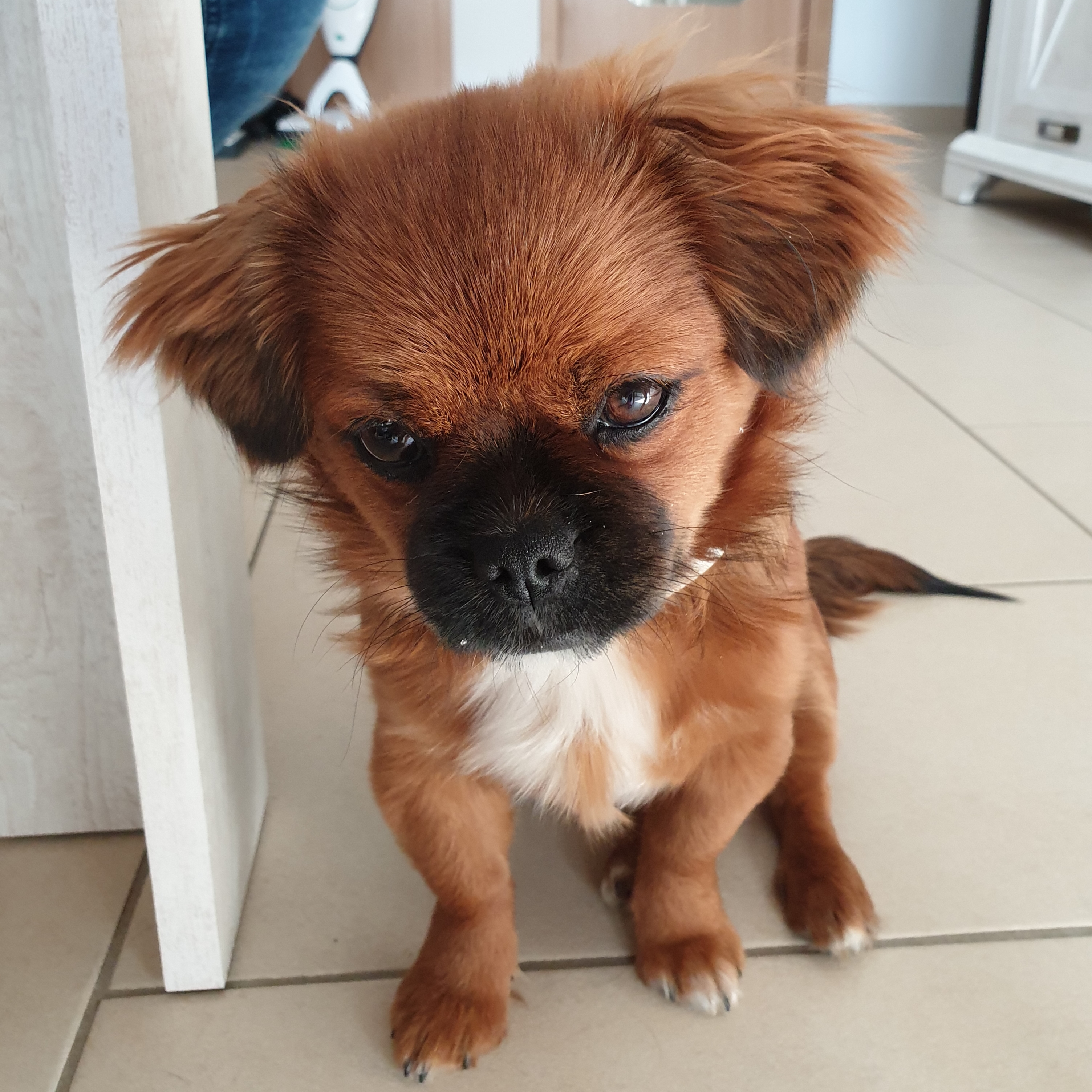 Tibet Spaniel Pekinese Oder Shih Tzu Tiere Hunderasse Shih Tzu