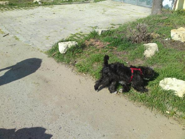 Whoopy die Tibet Terrier Dame - (Hund, Hundezucht)