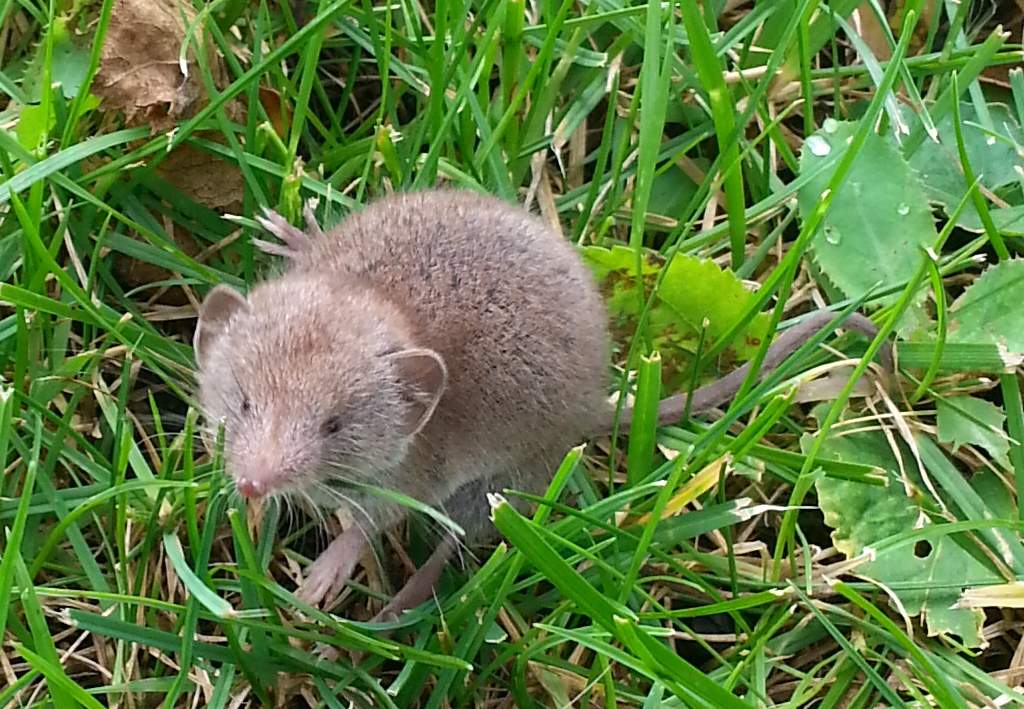 Tier auf meiner Veranda (Tiere, Garten)