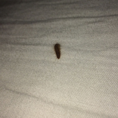 Tier Im Bett Gefunden Raupe Tiere Insekten