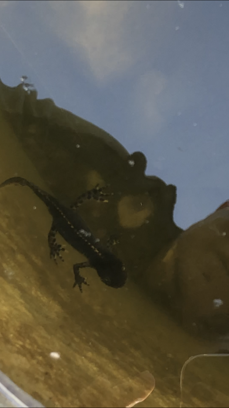 Tierchen im teich? (Tiere)
