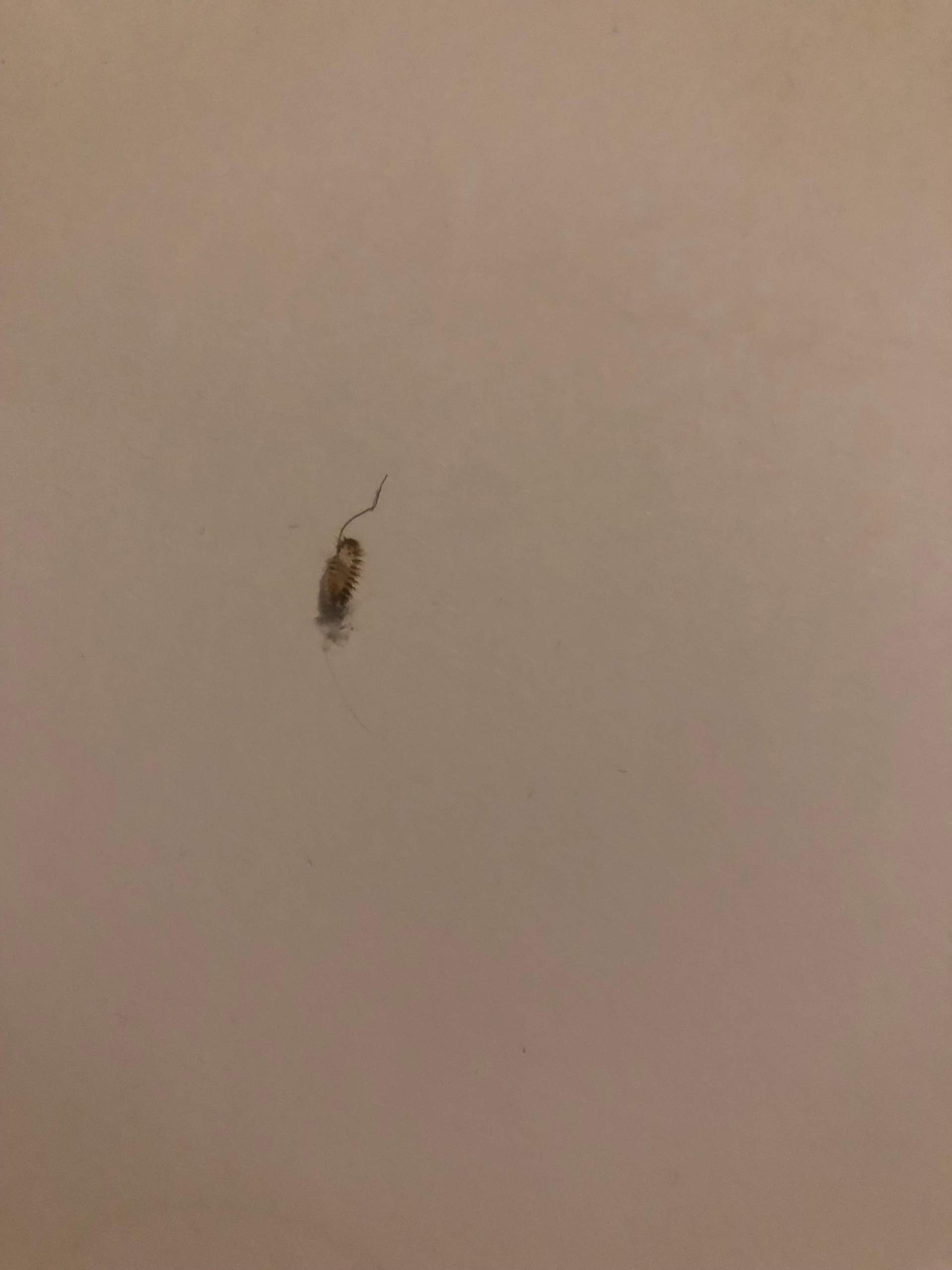 Tierchen in der Wohnung (Hilfe)? (Küche, Insekten, Schädlinge)