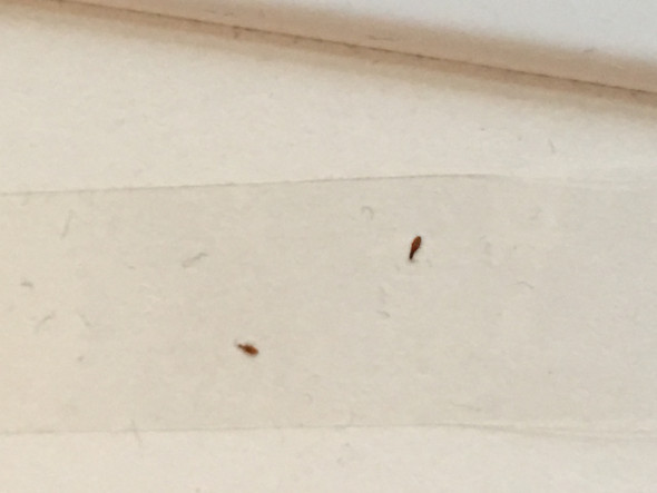 Tierchen Insekten Im Bad Was Sind Das Fur Welche Und Was Soll