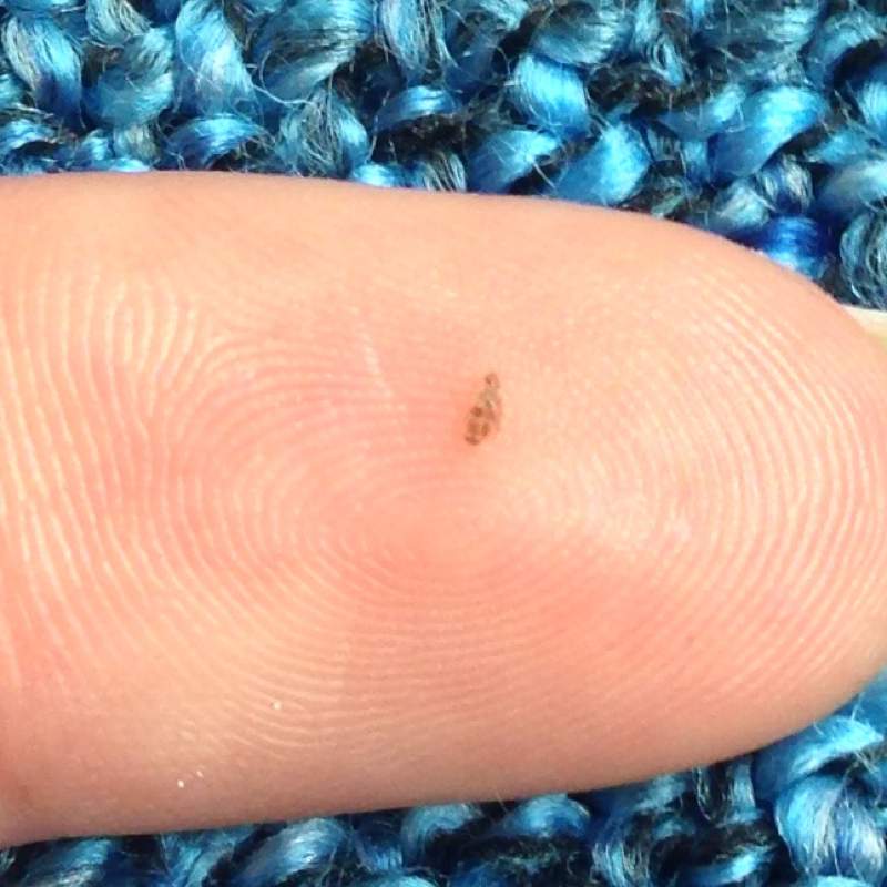 Tierchen wie Flöhe in der Wonung (Wohnung, Ungeziefer)