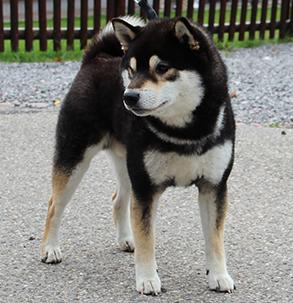 Tierheim Das Hundewelpen Hat In Koln Hund Welpen