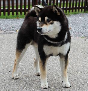 Hier ein bild von einem Shiba Inu so in diese rassen richtung wäre gut - (Hund, Welpen, Tierheim)