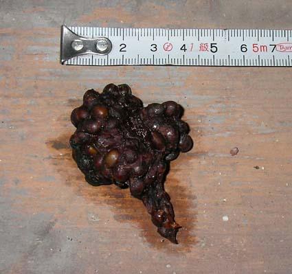 Tierkot erkennen Tierkot erkennen