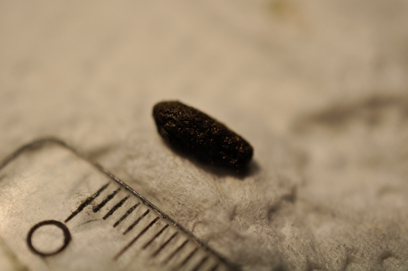 Tierkot gefunden - was ist es? (Tiere, Maus, Ratten)