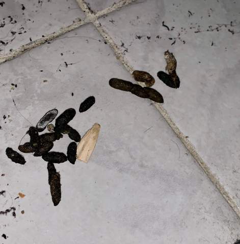 Tierkot Welches Tier Konnte Es Sein Tiere Haus Maus