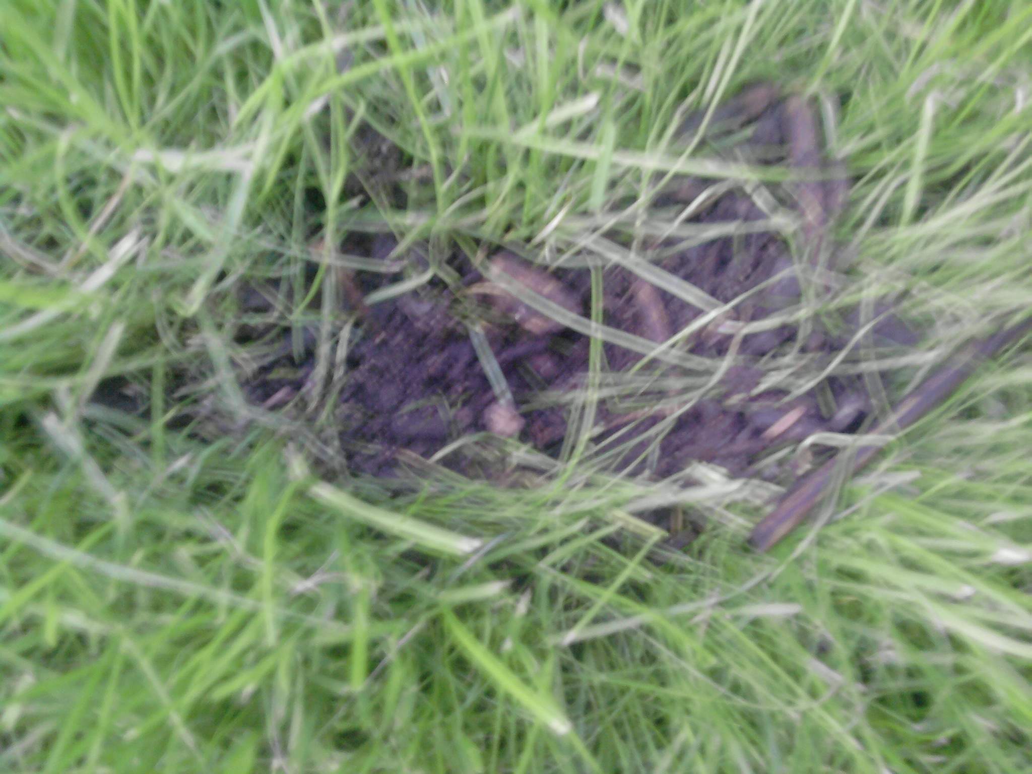 Tierkund'ler gesucht. Spuren im Garten deuten. Wühlmausgänge freigelegt