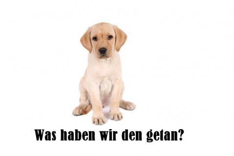 Tierqualerei In China Einfach Nur Noch Schrecklich