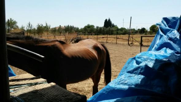 Das ist die Stute, die einzeln steht - (Pferd, Spanien, Tierquälerei)