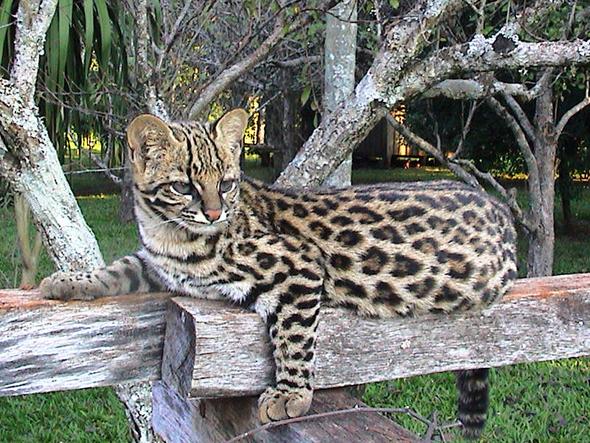 Tigerkatze - (Tiere, Katze, Haustiere)