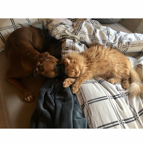 Emma und Oskar  - (Tiere, Katze, Kater)