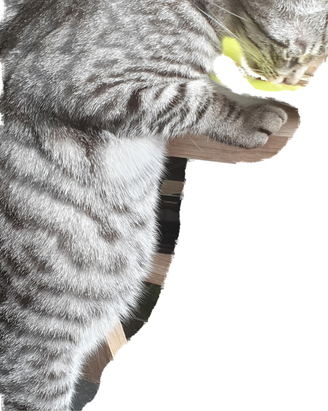 tipps zu geburt von katzen katze schwanger trachtig