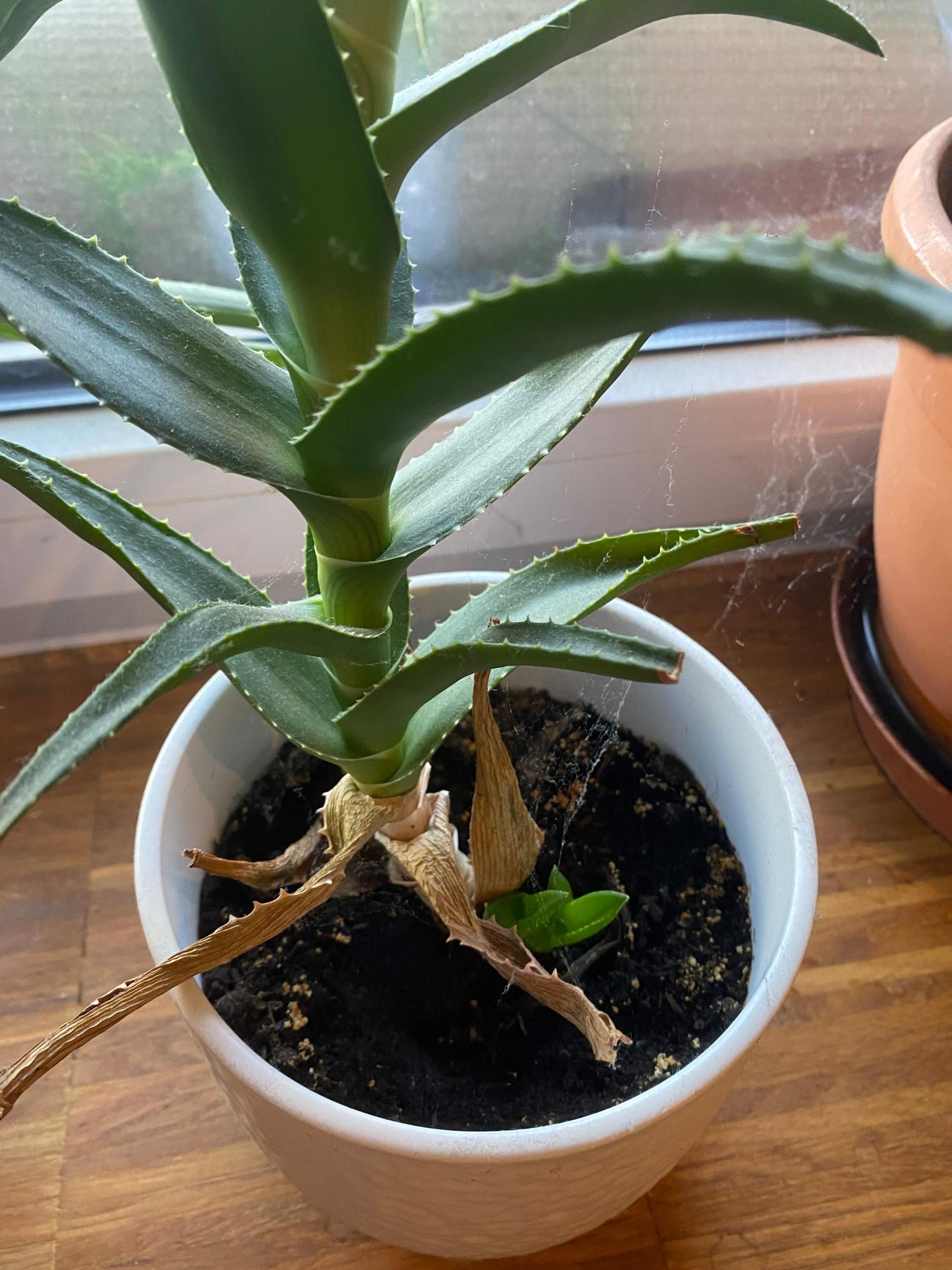 Tipps zum umpflanzen der Aloe Vera? (Pflanzenpflege, Zimmerpflanzen,  Bltter)