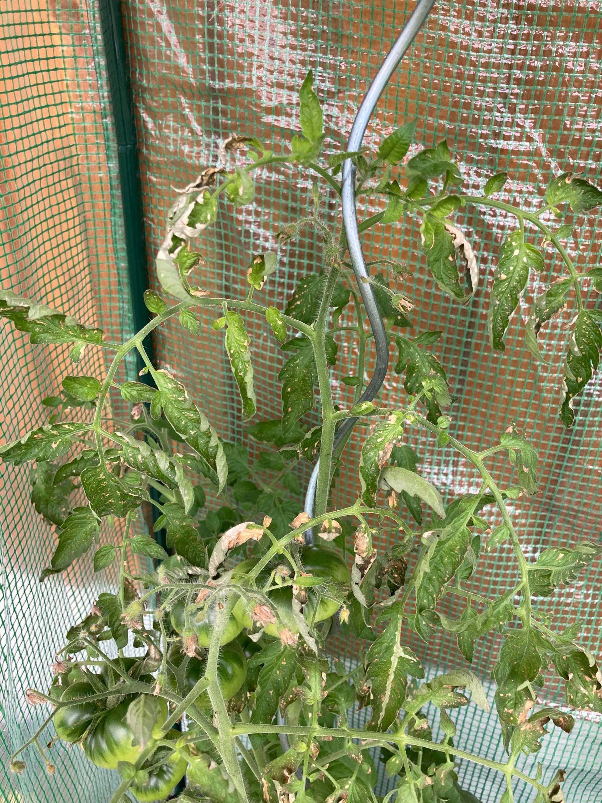 Tomate Blätter kringeln sich? (Garten, Tomaten)