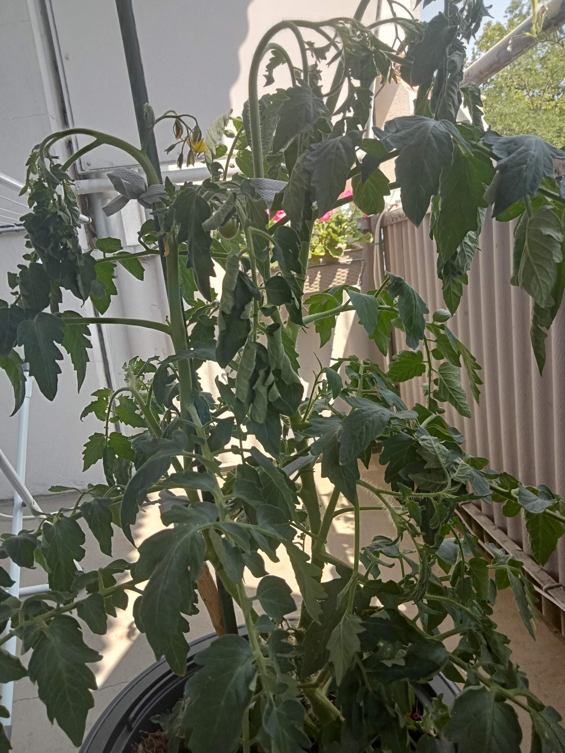 Tomate zu wenig oder zu viel Wasser? (Pflanzenpflege, Botanik, Gärtner)
