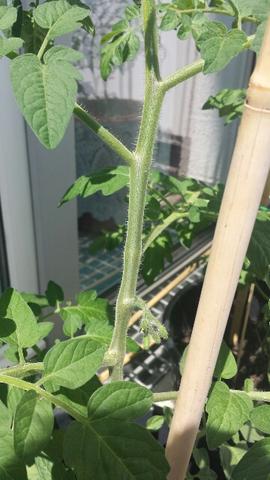 tomate - (Pflanzen, Garten)