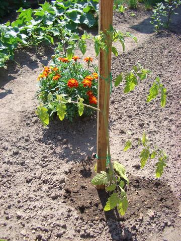 Tomatenpflanze - (Pflanzen, Garten, Tomaten)