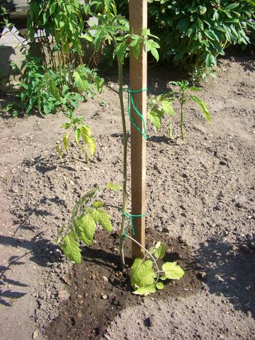 Tomatenpflanze - (Pflanzen, Garten, Tomaten)