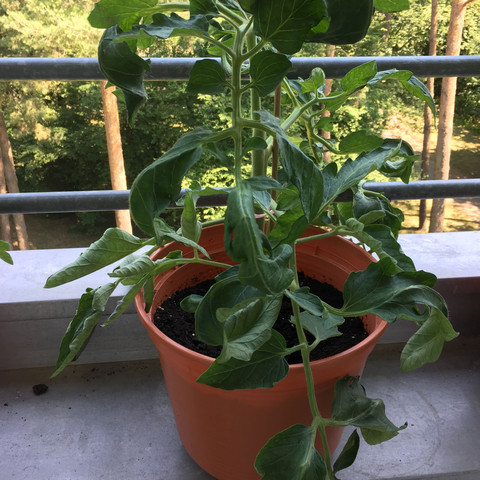 Tomate  - (Pflanzen, Garten)