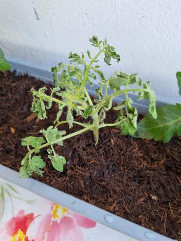 Tomaten Pflanzen?