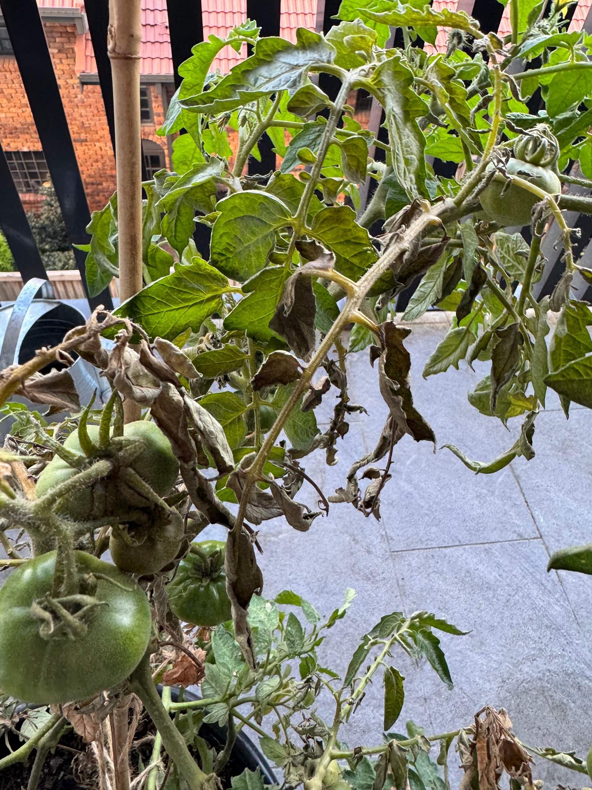 Tomaten vertrocknen einfach? (Sommer, Gemüse, Pflanzenpflege)