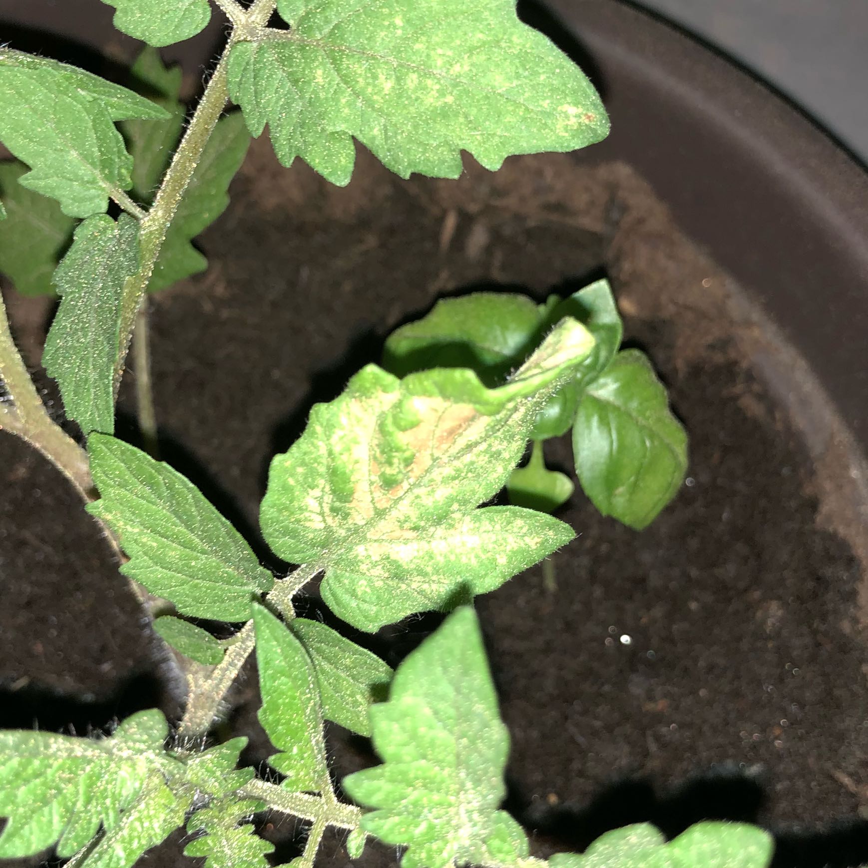 Tomatenblätter gelblich braun? (Pflanzen, Garten, Balkon)