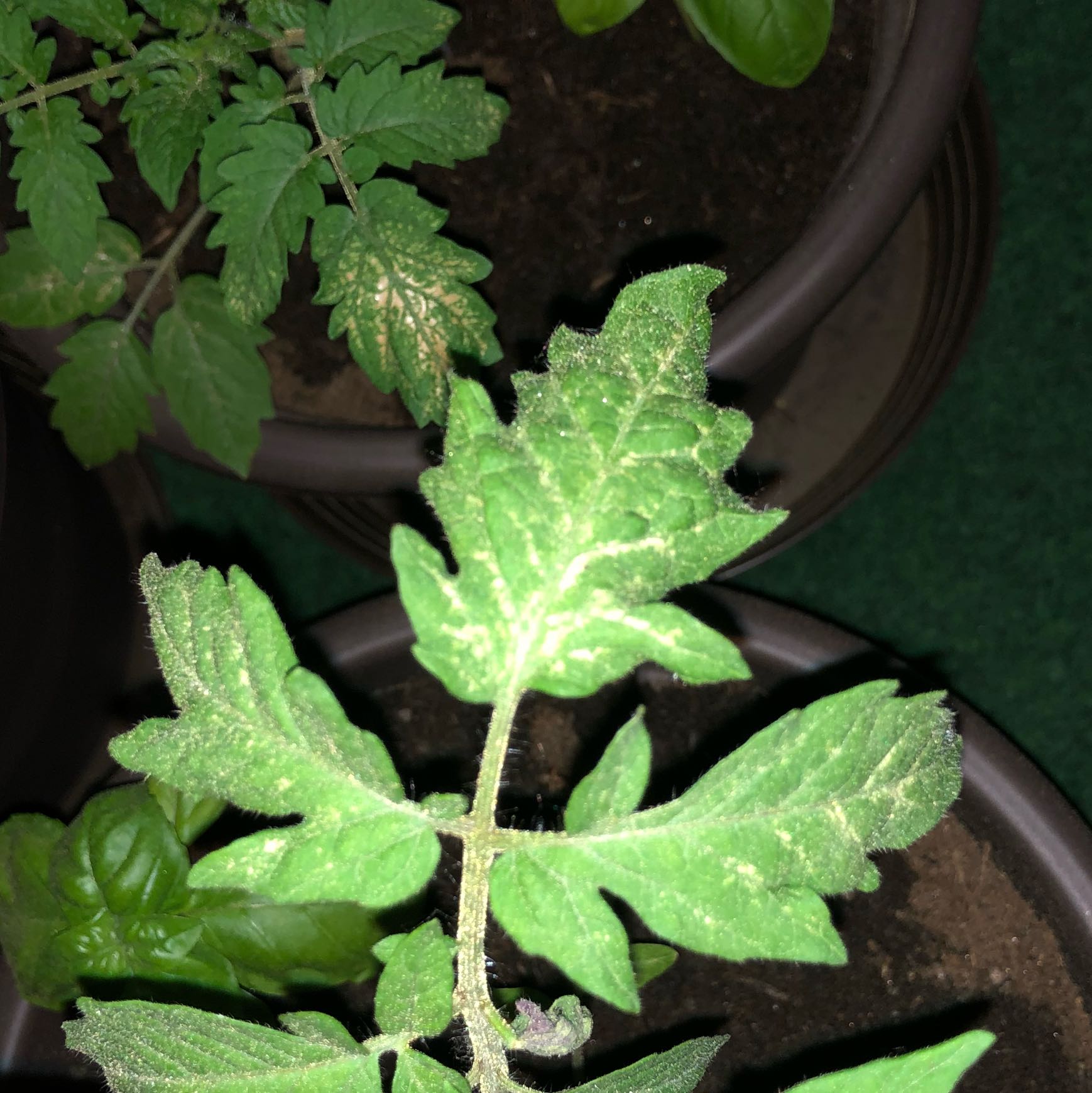 Tomatenblätter gelblich braun? (Pflanzen, Garten, Balkon)