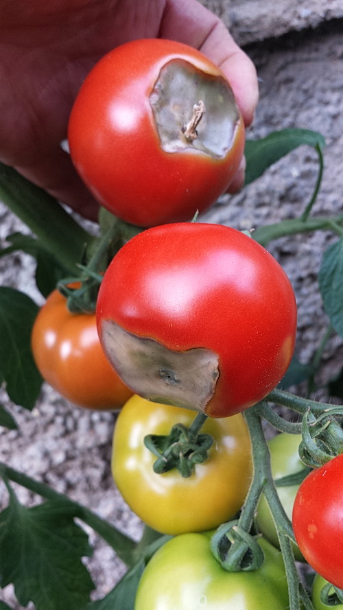 Tomatenkrankheit? (Tomaten)