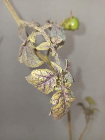 Tomatenpflanze hat Violette Blätter?